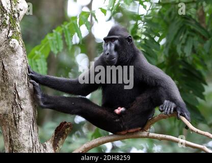 Celebes ape, Celebes black ape, Sulawesi crested macaque, Celebes crested macaque (Macaca nigra, Cynopithecus niger), male sitting straddle-legged on Stock Photo