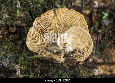 An Oysterling Fungus (Crepidotus sp.) Stock Photo