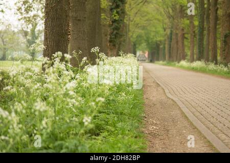 cow parsley, wild chervil (Anthriscus sylvestris), blooming along an alley, Netherlands, Twente Stock Photo