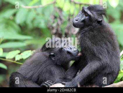 Celebes ape, Celebes black ape, Sulawesi crested macaque, Celebes crested macaque (Macaca nigra, Cynopithecus niger), two apes grooming each other's Stock Photo