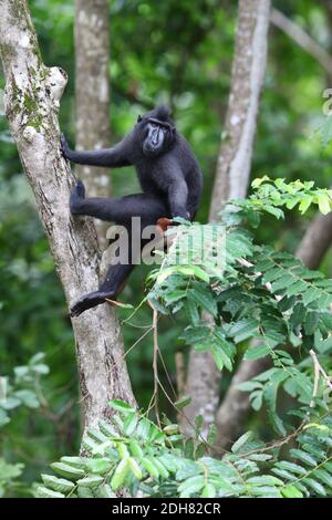 Celebes Crested macaque sitting in leaves in the jungle of Sulawesi