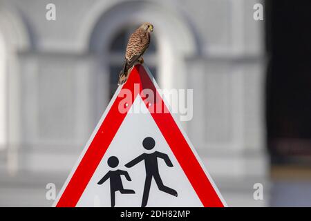 European Kestrel, Eurasian Kestrel, Old World Kestrel, Common Kestrel (Falco tinnunculus), female perching on a traffic sign 'Beware children Stock Photo