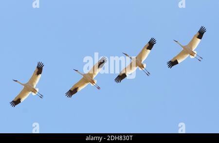Siberian or Great White Cranes (Leucogeranus leucogeranus). Showing ...
