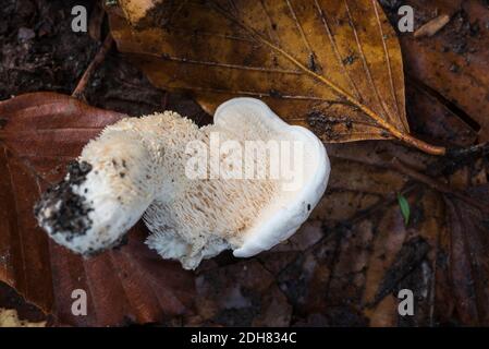 Wood Hedgehog fungus (Hydnum repandum) Stock Photo