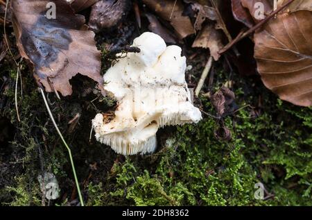 Wood Hedgehog fungus (Hydnum repandum) Stock Photo