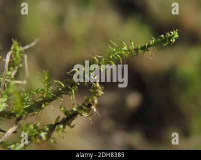 springy turf moss