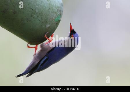 velvet-fronted nuthatch (Sitta frontalis), perching at a tube, side view, Malaysia, Borneo, Sabah Stock Photo