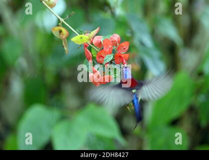 black-throated sunbird (Aethopyga saturata), adult male Black-throated Sunbird at Fraser's Hill, hovering in front of a tropical flower, drinking Stock Photo