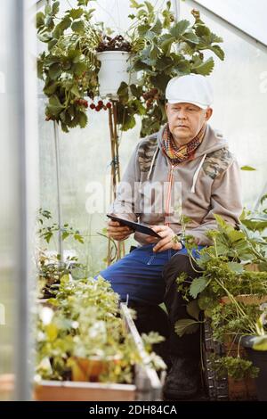 Mature gay man using digital tablet while examining plants in greenhouse Stock Photo