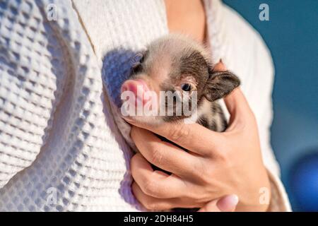 A caucasian woman's hands are clutching a small pig to her chest. Close-up view. Shallow depth of field. Space for text. Stock Photo