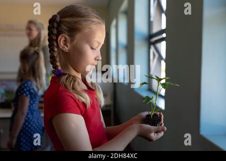 Schoolgirl standing holding a seedling plant in earth in an elementary school classroom Stock Photo