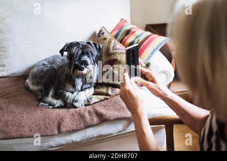 Cropped image of senior woman photographing dog through smart phone at home Stock Photo