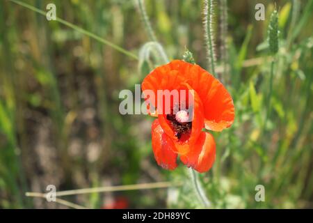 Big red poppy flower in a close-up. Beautiful flower with red petals. Stock Photo