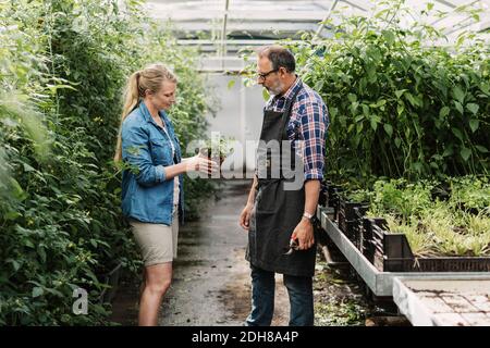 Gardeners looking at potted plant in greenhouse Stock Photo