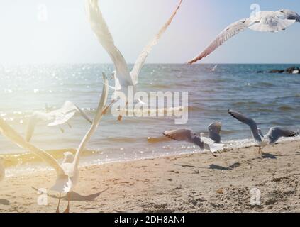 Seagulls fly over the sandy coast of the Black Sea on a summer day Stock Photo