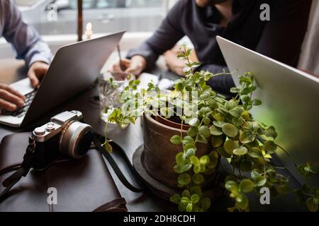 Close-up of potted plants and camera with businessmen working in creative office Stock Photo