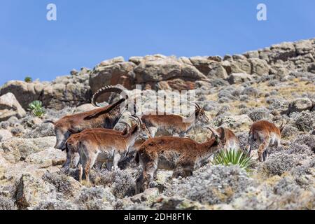 Rare Walia ibex in Simien Mountains Ethiopia Stock Photo