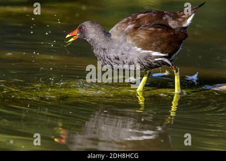 Teichhuhn (Gallinula chloropus) Stock Photo