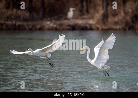 Taiyuan, China's Shanxi Province. 10th Dec, 2020. Water birds forage in the Taiyuan Fenhe Wetland Park in Taiyuan City, north China's Shanxi Province, Dec. 10, 2020. Credit: Yang Chenguang/Xinhua/Alamy Live News Stock Photo