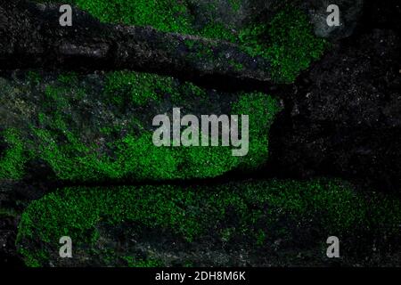 Dark green creepy moss texture background on old rustic weathered stone rock. Stock Photo