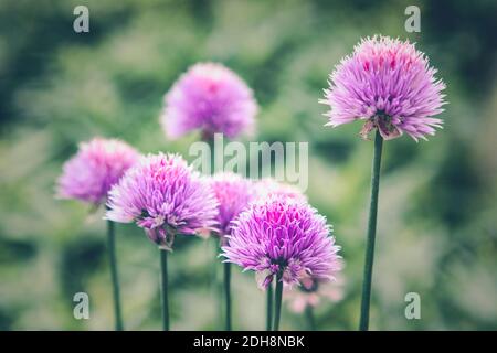 Allium, Allium Sativum, Mauve coloured flowers growing outdoor.