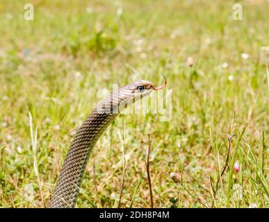 montpellier snake, Malpolon monspessulanus, Malpolon insignitus Stock Photo