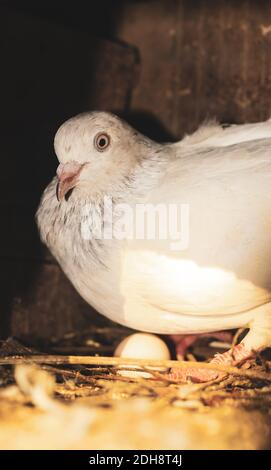 Hatching eggs. Pigeon hatching eggs in the nest. Pigeon with little egg. Stock Photo