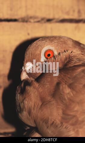 Pigeon posing for the photo. Front view of the face of pigeon face to face. Stock Photo