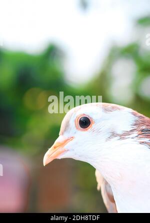 Pigeon posing for the photo. Front view of the face of pigeon face to face with green background. Stock Photo