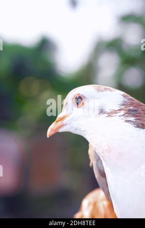 Pigeon posing for the photo. Front view of the face of pigeon face to face with green background. Stock Photo