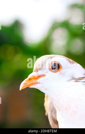 Pigeon posing for the photo. Front view of the face of pigeon face to face with green background. Stock Photo