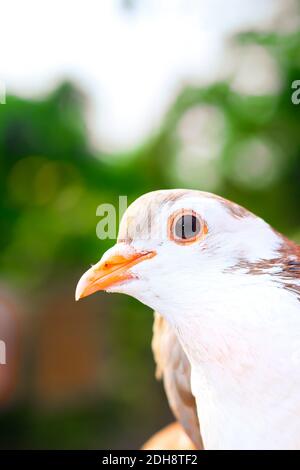 Pigeon posing for the photo. Front view of the face of pigeon face to face with green background. Stock Photo