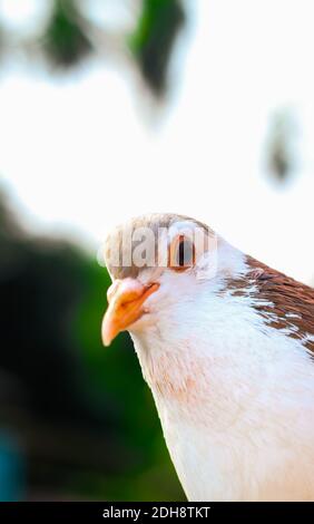 Pigeon posing for the photo. Front view of the face of pigeon face to face with green background. Stock Photo