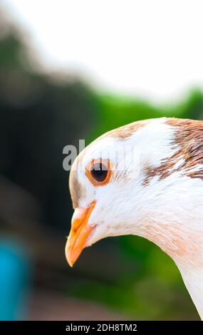 Pigeon posing for the photo. Front view of the face of pigeon face to face with green background. Stock Photo