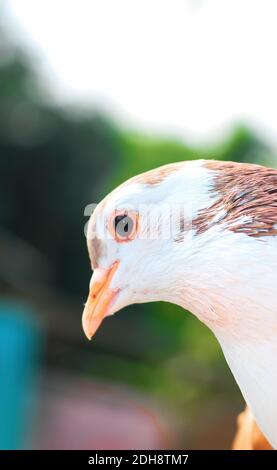 Pigeon posing for the photo. Front view of the face of pigeon face to face with green background. Stock Photo