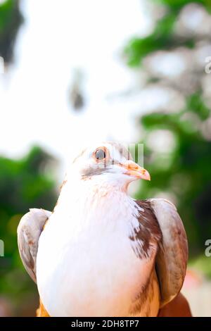 Pigeon posing for the photo. Front view of the face of pigeon face to face with green background. Stock Photo