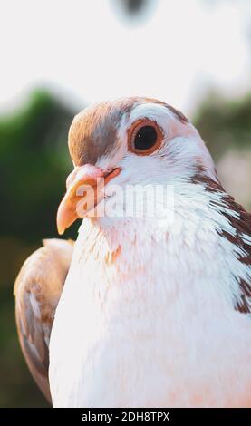 Pigeon posing for the photo. Front view of the face of pigeon face to face with green background. Stock Photo