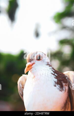 Pigeon posing for the photo. Front view of the face of pigeon face to face with green background. Stock Photo