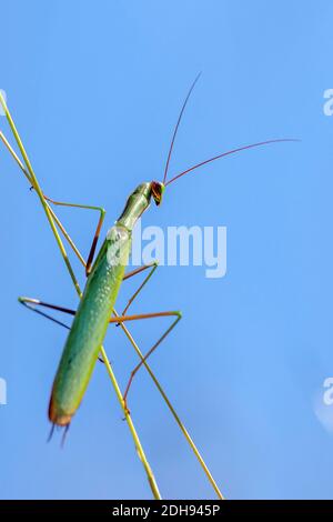Europäische Gottesanbeterin (Mantis religiosa) Stock Photo