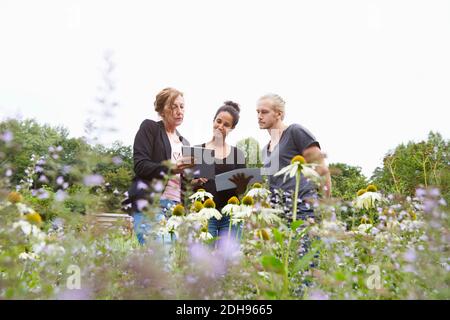 Garden architects using digital tablet while standing in yard Stock Photo