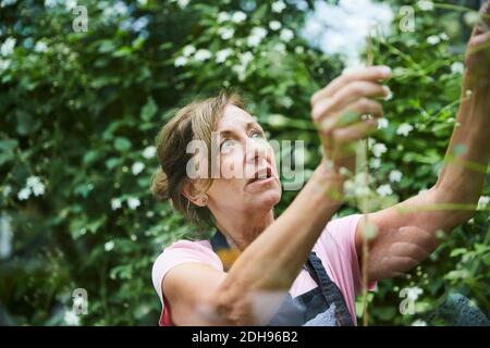 Senior gardener analyzing plants seen through glass Stock Photo