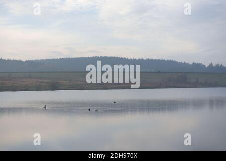 Distant people walk along redmires dam wall, as a group of 4 ducks float calmly in the reservoir water in front. Plenty of copy space around the image Stock Photo