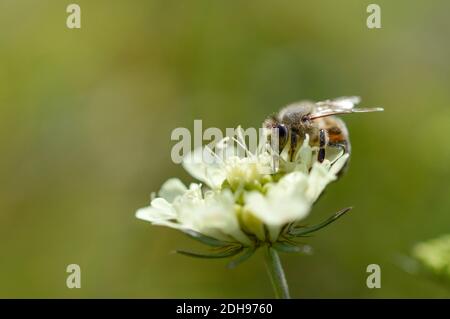 Cream pincushions flower with a bee, macro close up, white windflower and a bee, green natural background. Stock Photo