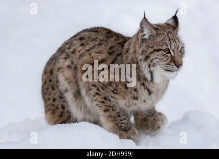 a-beautiful-european-linx-in-