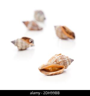 Some snail shells isolated on white background Stock Photo