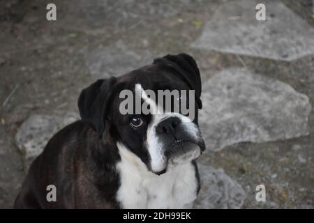 Female boxer looking at his owner to throw a ball, a stick or give him food. Stock Photo