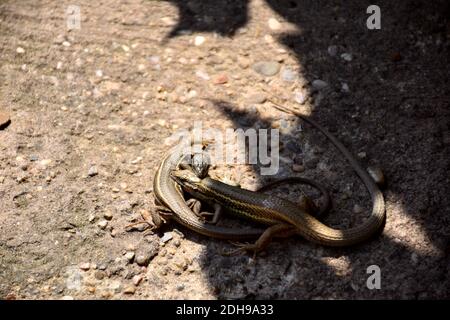 Two Iberian lizards (Podarcis hispanicus) fighting between the sun and the shade. Stock Photo