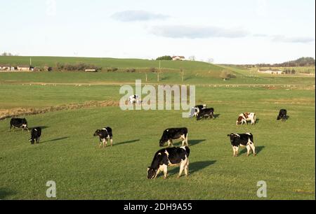 A herd of dairy cattle grazing in a field near Carnwath, South Lanarkshire. Stock Photo