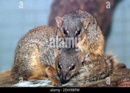 Narrow-striped mongoose, Schmalstreifenmungo, Mungotictis decemlineata decemlineata, vékonycsíkos mongúz, Endangered Stock Photo