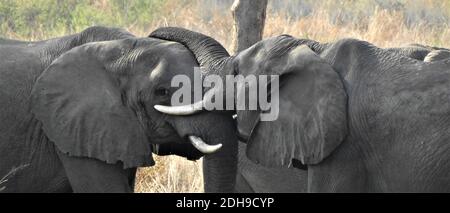 two big elephants males, with big  fighting in tanzania natural park during a morining safari Stock Photo